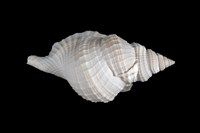 藏品(毛扭法螺)的圖片